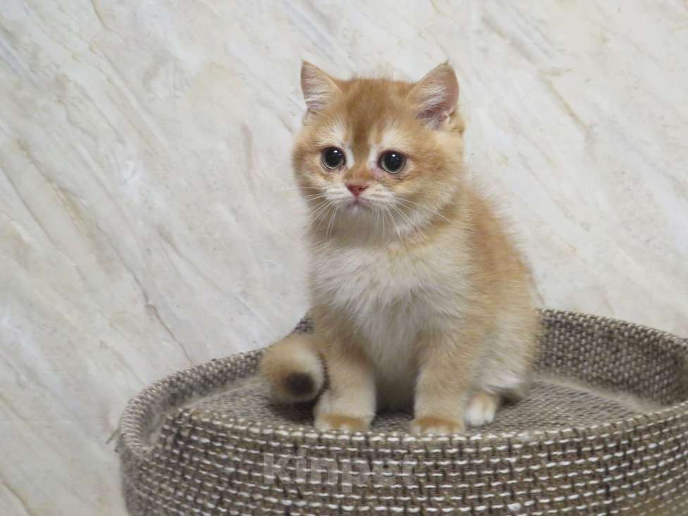 Кошки в Москве: шотландская золотая кошечка Девочка, Бесплатно - фото 3