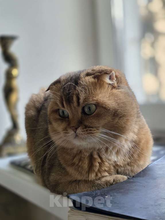 Кошки в Москве: Кот для вязки Мальчик, Бесплатно - фото 2