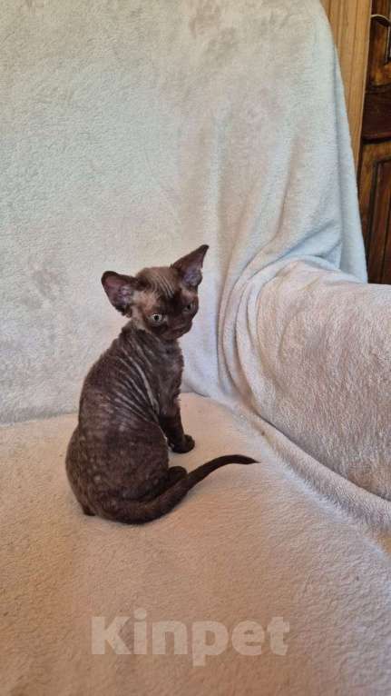 Кошки в Москве: Шоколадный мальчик  Мальчик, 70 000 руб. - фото 4