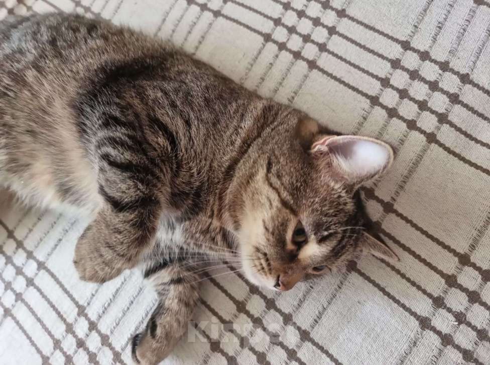 Кошки в Москве: Британская кошка Фенечка в самые добрые руки Девочка, 1 руб. - фото 5