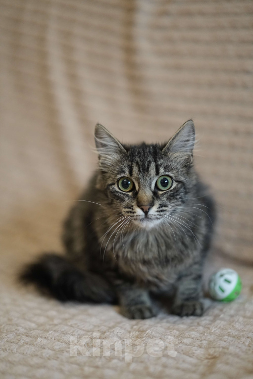 Кошки в Москве: Котенок в добрые руки Девочка, Бесплатно - фото 1