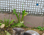 Кошки в Реутове: Котёнок в добрые руки Мальчик, Бесплатно - фото 4