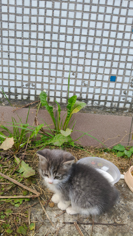 Кошки в Реутове: Котёнок в добрые руки Мальчик, Бесплатно - фото 4