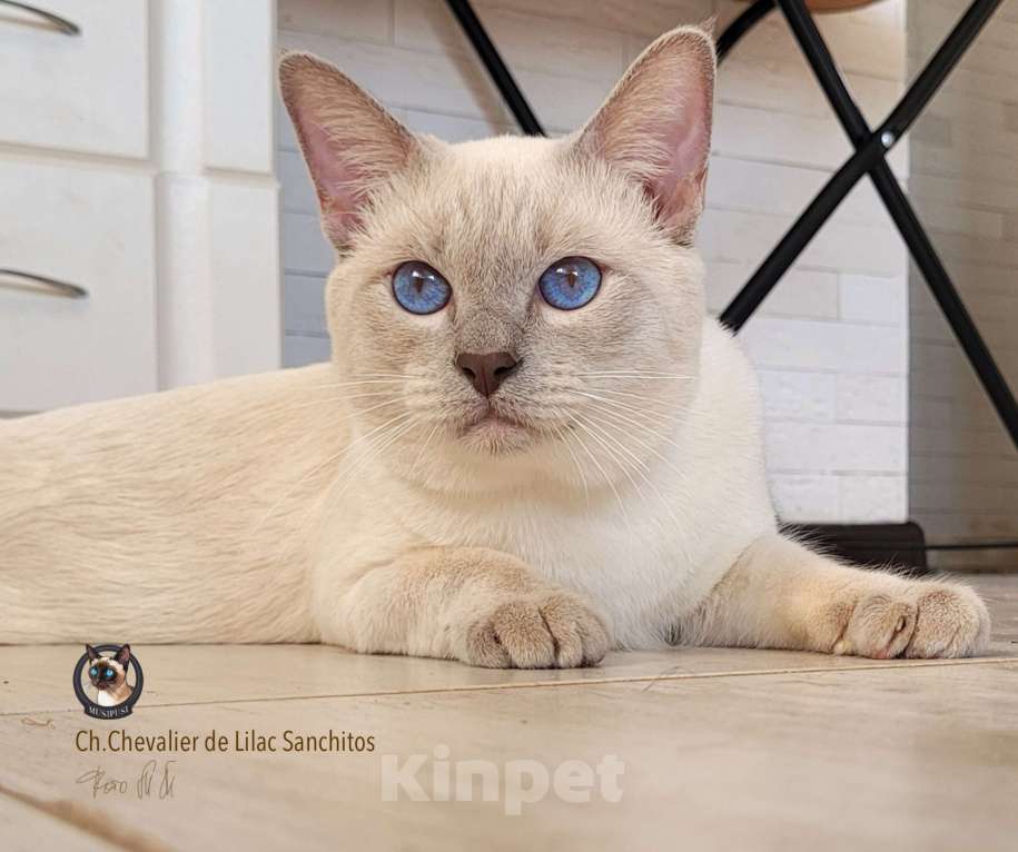 Кошки в Санкт-Петербурге: Тайские чистопородные (сиамские старотипные) котята Девочка, 75 000 руб. - фото 4