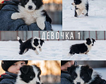 Собаки в Москве: Щенки бордер-колли с документами РКФ Девочка, 65 000 руб. - фото 2