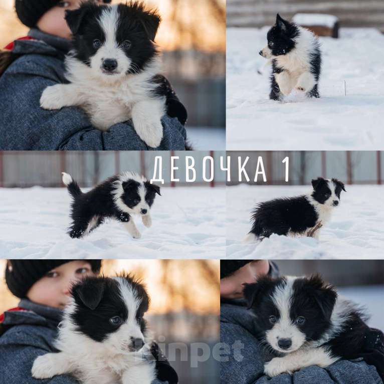 Собаки в Москве: Щенки бордер-колли с документами РКФ Девочка, 65 000 руб. - фото 2