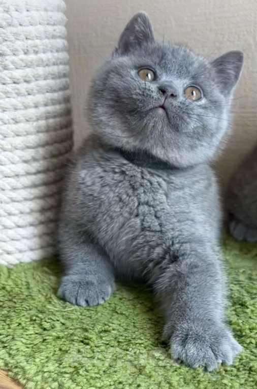 Кошки в Москве: Британские к/ш котята  Мальчик, Бесплатно - фото 9