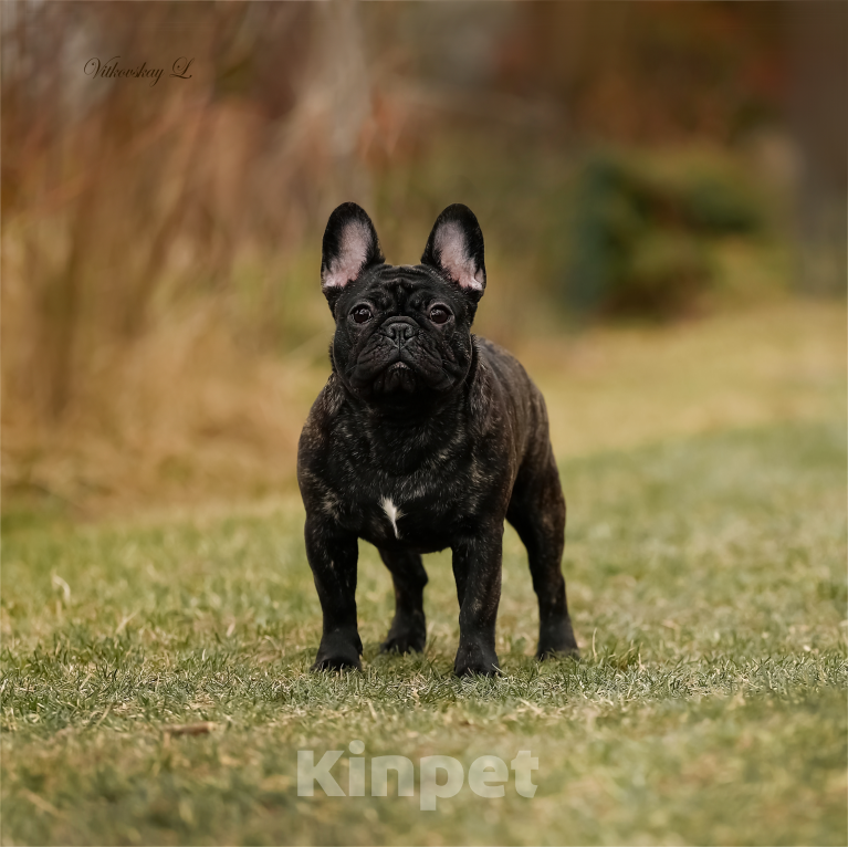 Собаки в Санкт-Петербурге: Красавчик Мальчик, Бесплатно - фото 3