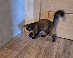 Кошки в Люберцах: Котенок -девочка  в добрые руки Девочка, Бесплатно - фото 3