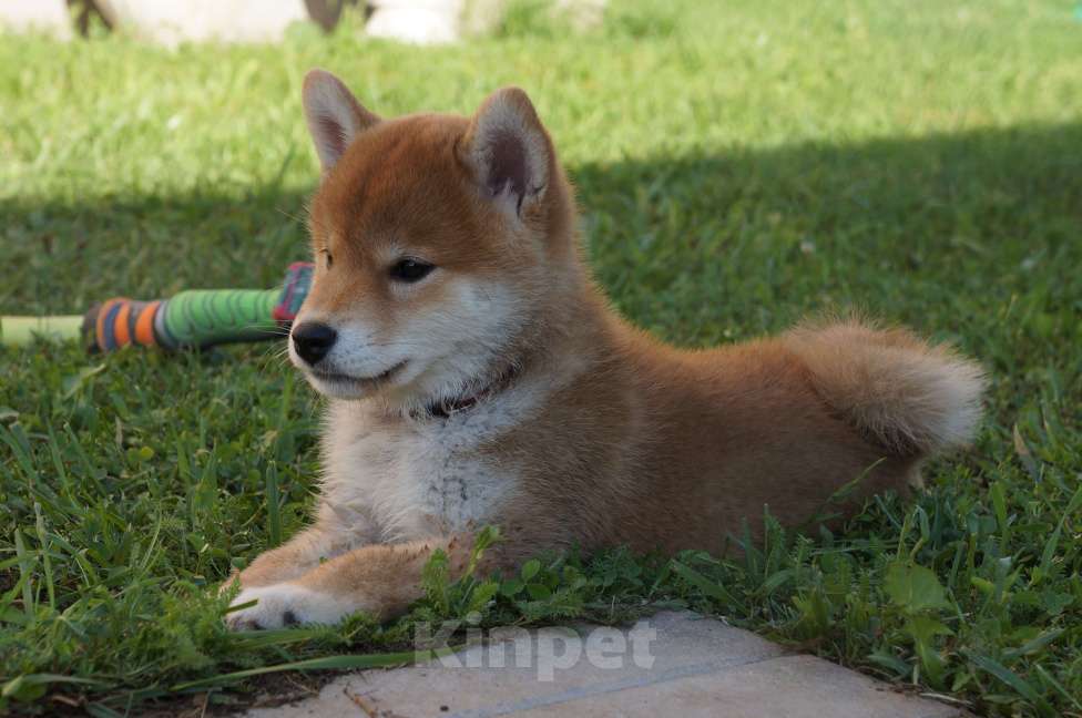 Собаки в других городах Московской области: Щенки Сиба-Ину (девочка с красным ошейником) Девочка, 100 000 руб. - фото 3