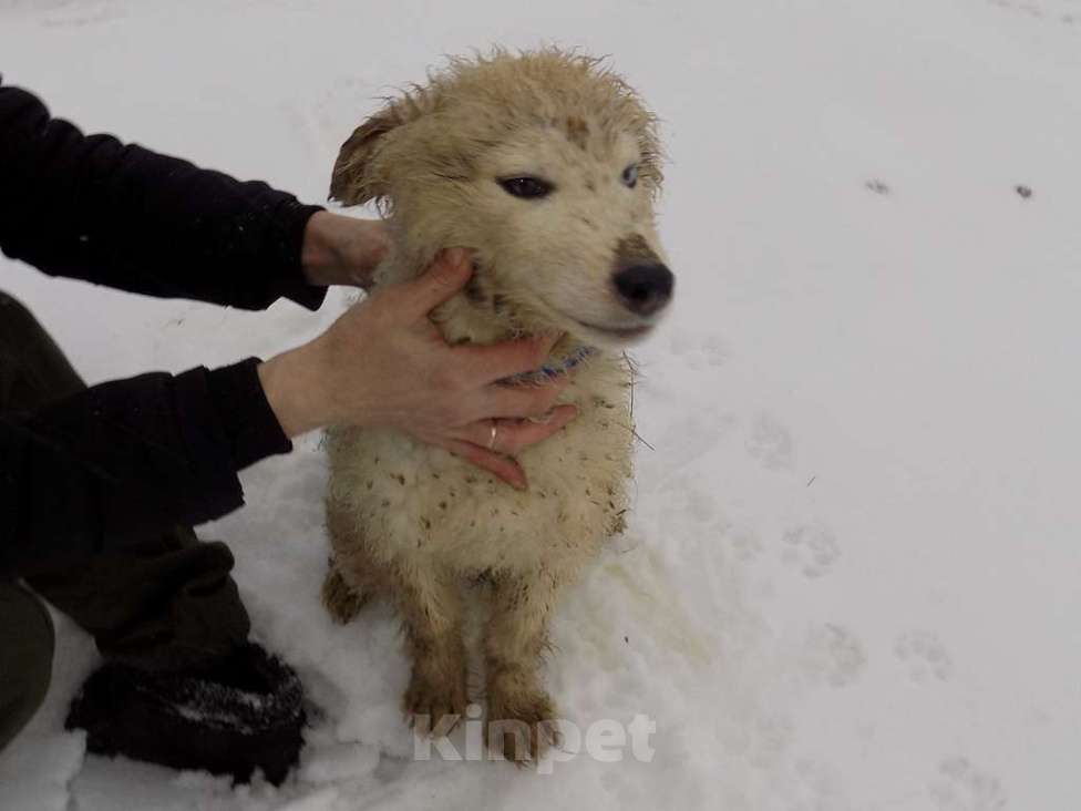Собаки в Москве: Щенки хаски, мальчик и девочка mix Мальчик, 15 000 руб. - фото 4