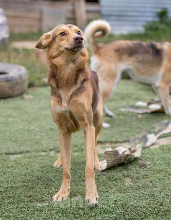 Собаки в Москве: Шерлок Мальчик, Бесплатно - фото 4