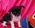 Собаки в Москве: Щеночки метисы- детки любви Мальчик, 13 000 руб. - фото 3