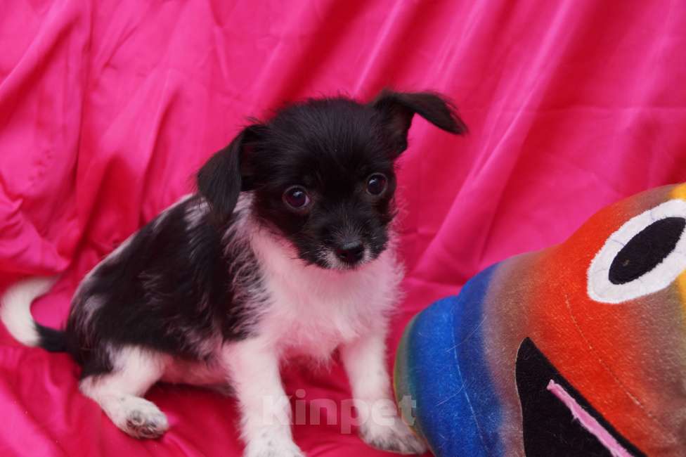 Собаки в Москве: Щеночки метисы- детки любви Мальчик, 13 000 руб. - фото 3