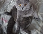 Кошки в Магадане: Вязка шотландского кота, 1 руб. - фото 1
