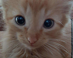 Кошки в Игарке: Котята, 1 руб. - фото 5