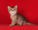 Кошки в Санкт-Петербурге: Котик скоттиш-страйт Мальчик, 25 000 руб. - фото 1