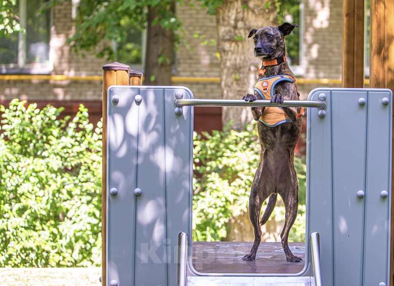 Собаки в Москве: Ласковая метис уиппета Тигра в добрые руки Девочка, 1 руб. - фото 3