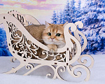 Кошки в Красноярске: Золотая Британская кошка Девочка, 25 000 руб. - фото 3