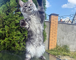 Кошки в Чехове: Мейн-кун котенок Мальчик, 50 000 руб. - фото 2