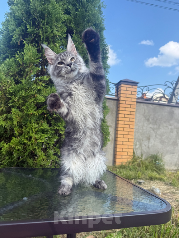 Кошки в Чехове: Мейн-кун котенок Мальчик, 50 000 руб. - фото 2