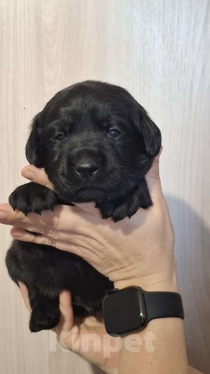 Собаки в Перми: Щенок лабрадора  Мальчик, 70 000 руб. - фото 2