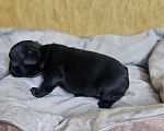 Собаки в Москве: Французский бульдог чёрный окрас мальчик Мальчик, 50 000 руб. - фото 6