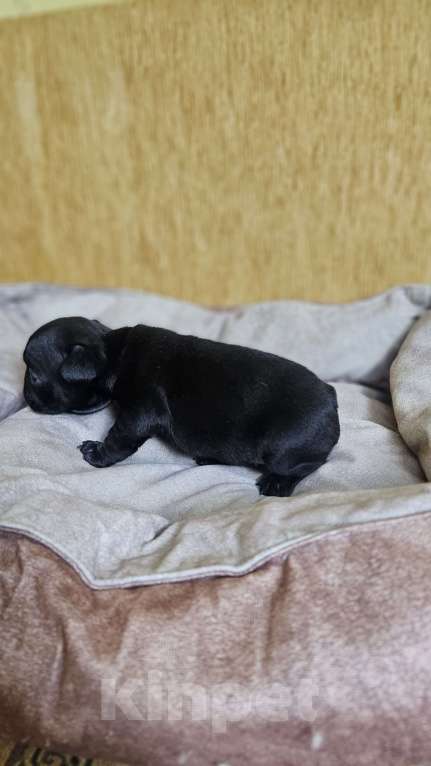 Собаки в Москве: Французский бульдог чёрный окрас мальчик Мальчик, 50 000 руб. - фото 6