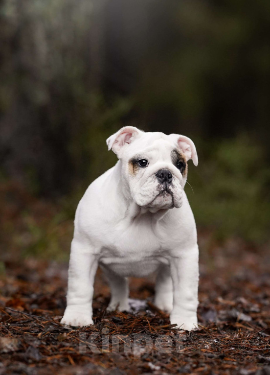 Собаки в Санкт-Петербурге: Английский бульдог щенок  Девочка, Бесплатно - фото 5