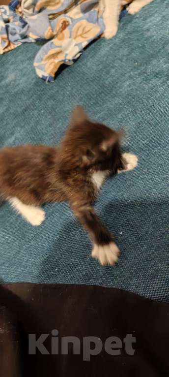 Кошки в Омске: Маленький котенок  Девочка, Бесплатно - фото 2