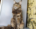 Кошки в Москве: Котёнок Мейн-кун Девочка Девочка, 30 000 руб. - фото 9