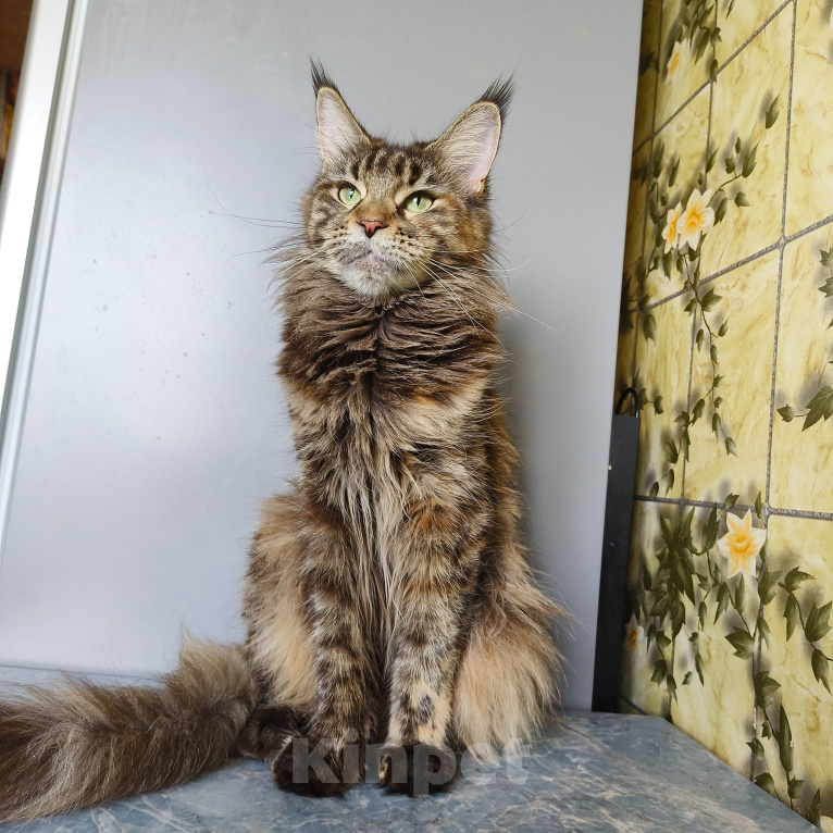Кошки в Москве: Котёнок Мейн-кун Девочка Девочка, 30 000 руб. - фото 9
