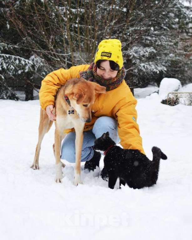 Собаки в Москве: Очень нужен дом для спокойного и воспитанного пёсика Лиона Мальчик, Бесплатно - фото 4