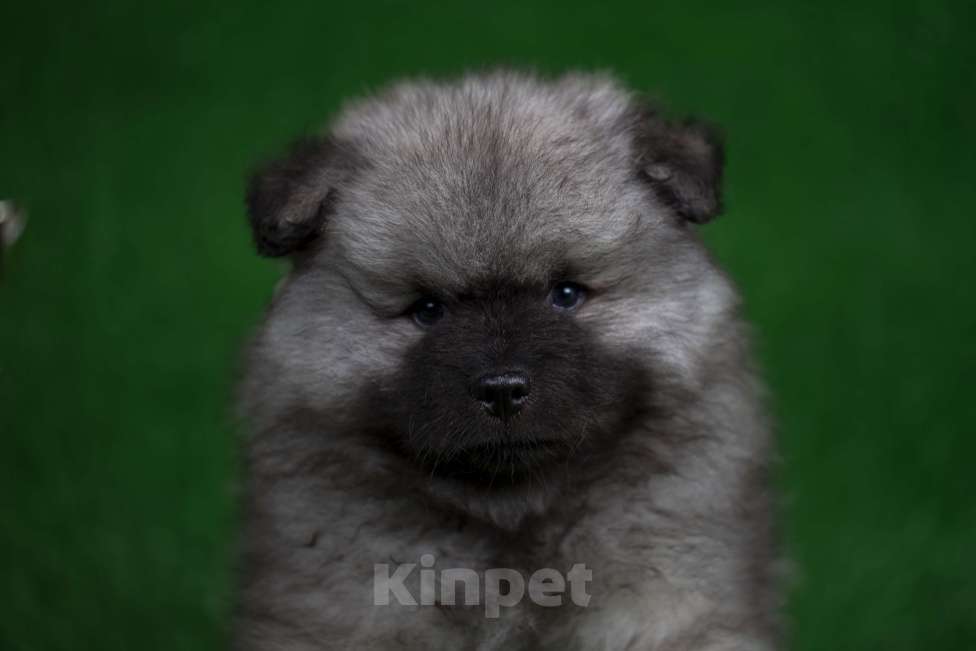 Собаки в Перми: Щенок Вольфшпиц Мальчик, 85 000 руб. - фото 5