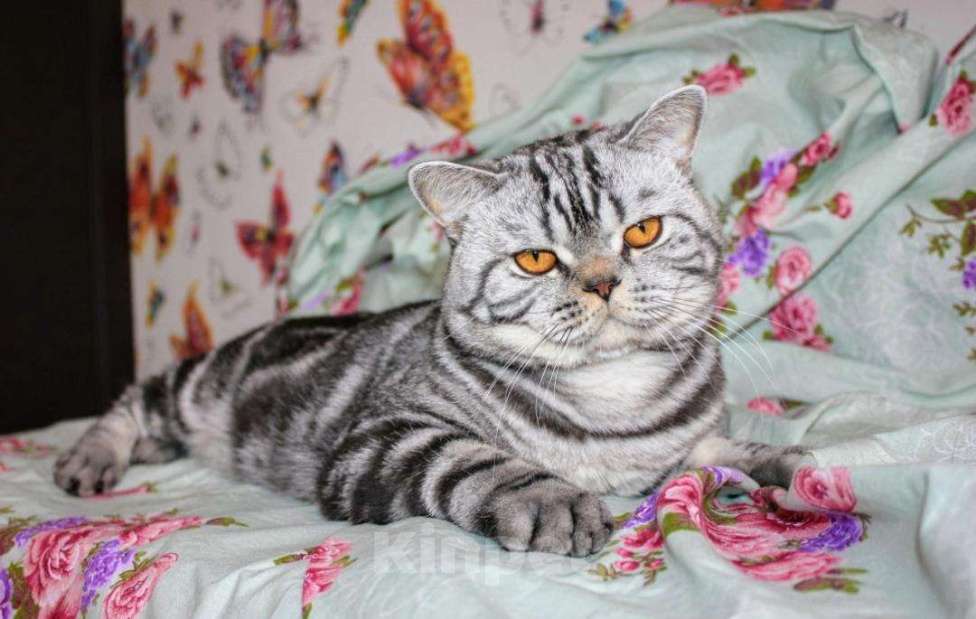 Кошки в Новосибирске: Кот на вязку, мраморный, 1 500 руб. - фото 1