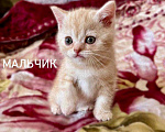 Кошки в Санкт-Петербурге: Британские короткошерстные котята Мальчик, 6 000 руб. - фото 2