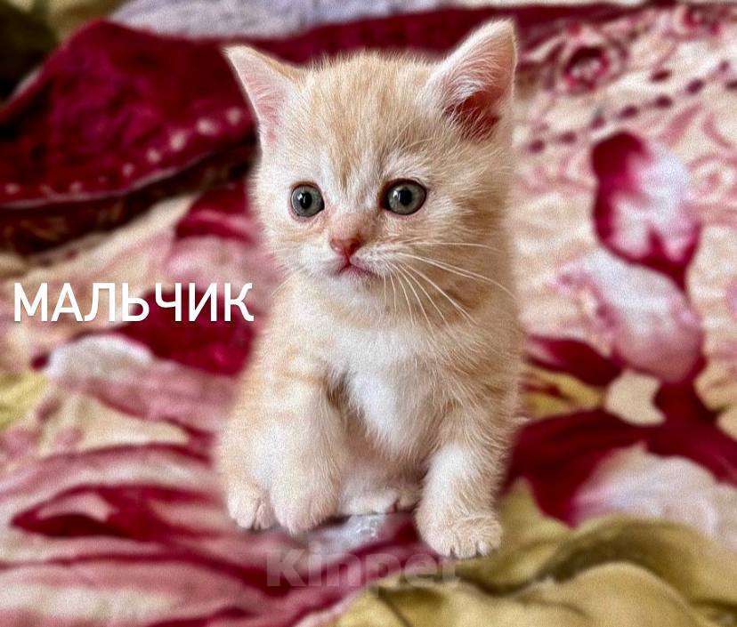Кошки в Санкт-Петербурге: Британские короткошерстные котята Мальчик, 6 000 руб. - фото 2