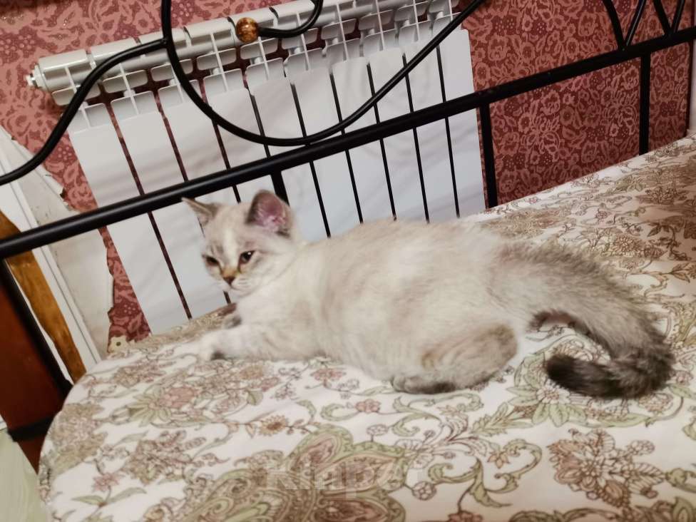 Кошки в Москве: Шотландский котёнок, Британский Девочка, 10 000 руб. - фото 2