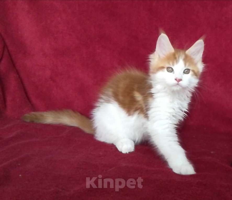 Кошки в Перми: Котенок Мейн-Кун Мальчик, 20 000 руб. - фото 4