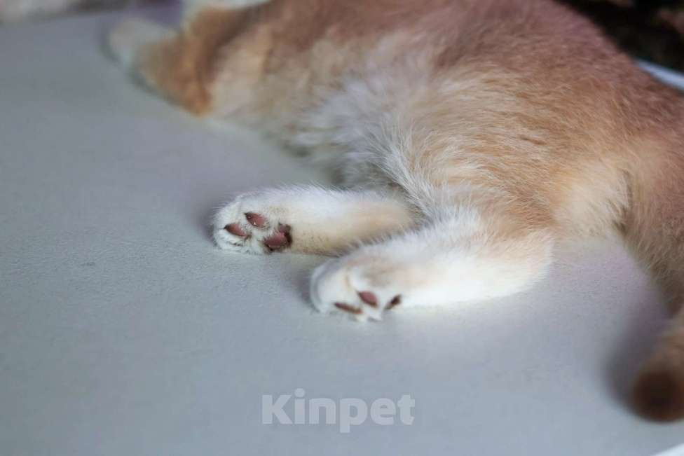 Кошки в Москве: Девочка шоколадное золото  Девочка, 100 000 руб. - фото 4