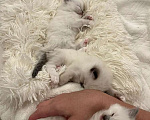 Кошки в Москве: Котята Рэгдолл  Мальчик, 20 000 руб. - фото 2