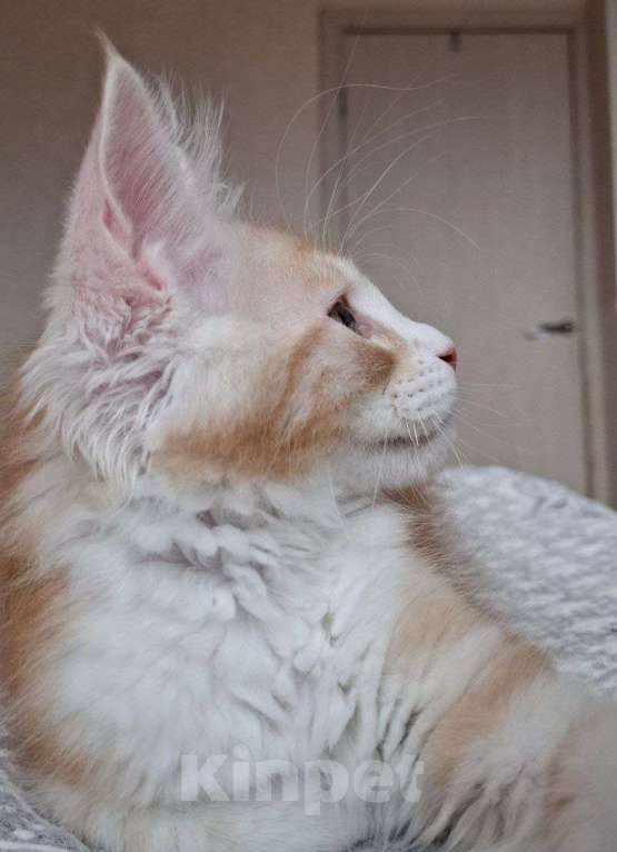 Кошки в Геленджике: Продаётся котёнок мейн-кун, мальчик, яркий рыжий окрас d 03 22, из питомника EdenLight (Геленджик) Мальчик, 50 000 руб. - фото 7