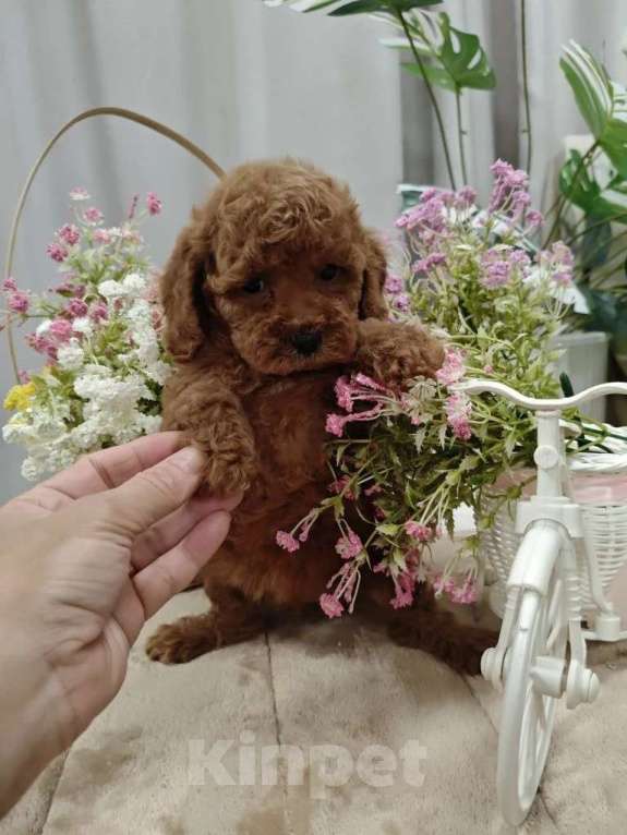 Собаки в Твери: Щенки пуделя. Разнополые, 60 000 руб. - фото 4