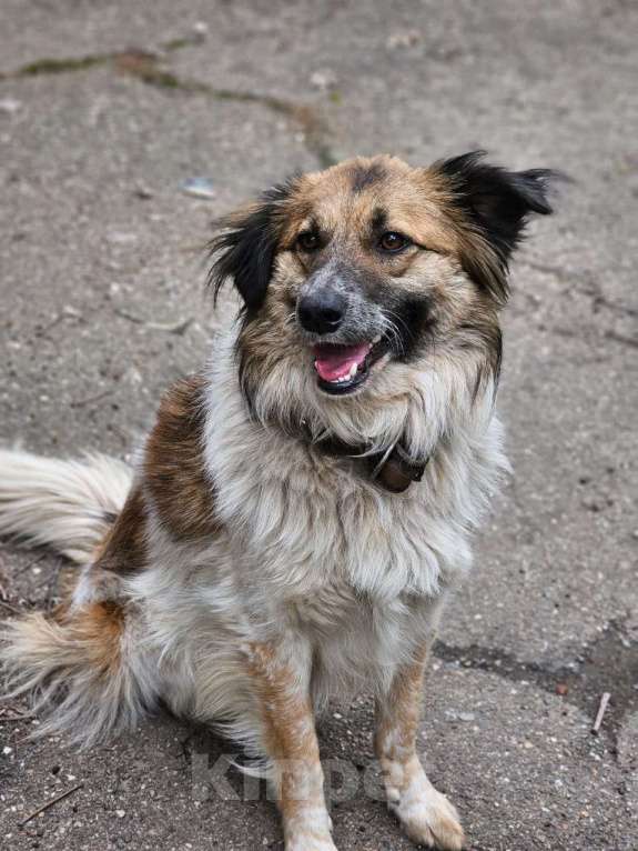 Собаки в Краснодаре: Собака в добрые руки Мальчик, Бесплатно - фото 5