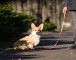Собаки в Воронеже: Щенки Вельш Корги Пемброк Девочка, 75 000 руб. - фото 1