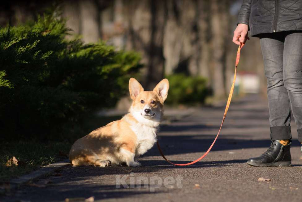 Собаки в Воронеже: Щенки Вельш Корги Пемброк Девочка, 75 000 руб. - фото 1