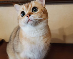 Кошки в Санкт-Петербурге: Ласковый котик  Мальчик, 25 000 руб. - фото 2