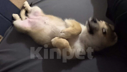 Собаки в Москве: Отдам собачку добрые руки Девочка, Бесплатно - фото 5