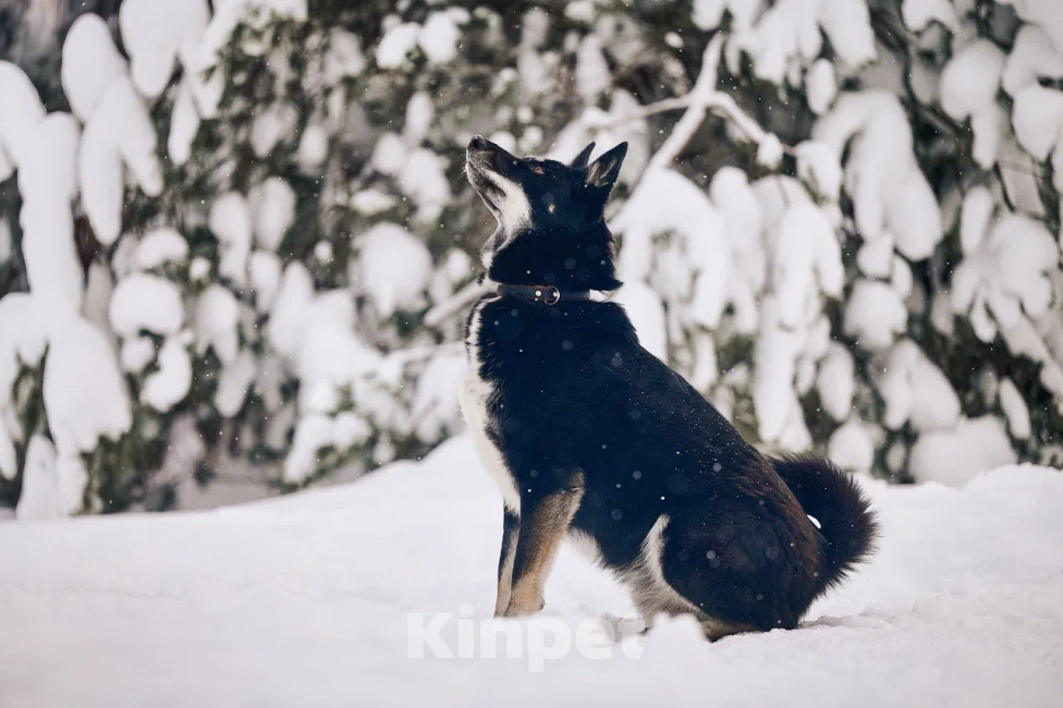 Собаки в других городах Московской области: Джек якутенок Мальчик, Бесплатно - фото 8