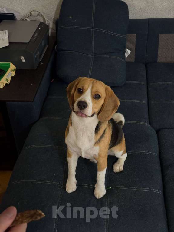 Собаки в Твери: Отдам бигля 1 год в добрые руки Мальчик, Бесплатно - фото 3